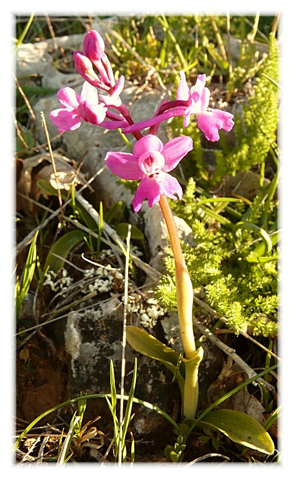 Orchis xpseudoanatolica (O.quadripunctata x O.pauciflora)